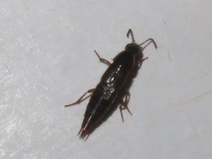 Quedius maurorufus