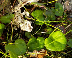 Hydrocotyle vulgaris