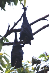 Pteropus conspicillatus