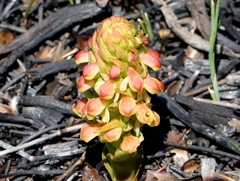 Disa pygmaea