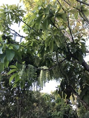 Barringtonia calyptrata