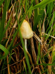 Psilocybe semilanceata