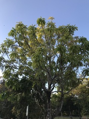 Barringtonia calyptrata