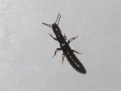 Xantholinus longiventris