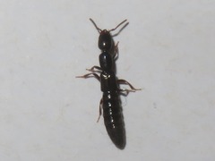 Xantholinus longiventris