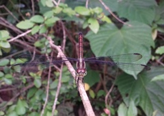 Lathrecista asiatica