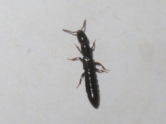 Xantholinus longiventris