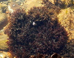 Chondrus crispus