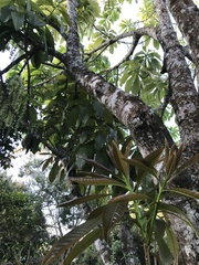 Barringtonia calyptrata