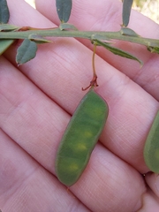 Bossiaea stephensonii