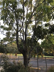 Barringtonia calyptrata