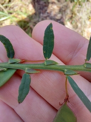 Bossiaea stephensonii