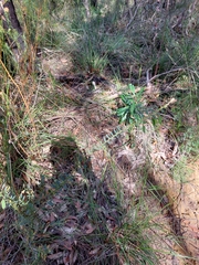 Bossiaea stephensonii