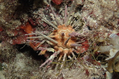 Stylocidaris affinis