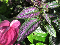 Strobilanthes auriculata