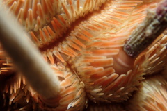 Stylocidaris affinis