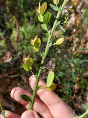 Bossiaea stephensonii