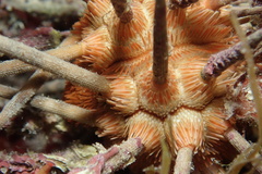 Stylocidaris affinis