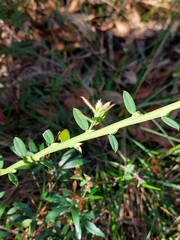 Bossiaea stephensonii