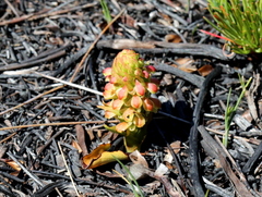 Disa pygmaea