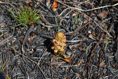 Disa pygmaea