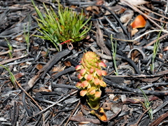 Disa pygmaea