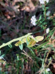 Bossiaea stephensonii