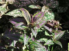 Strobilanthes auriculata