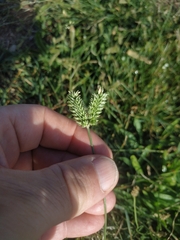 Eleusine tristachya