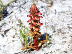 Disa pygmaea