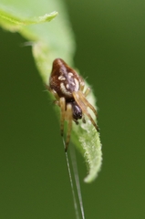Cyclosa conica