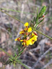 Dillwynia floribunda