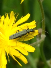 Oedemera