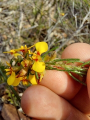 Dillwynia floribunda