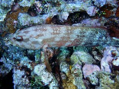 Anyperodon leucogrammicus