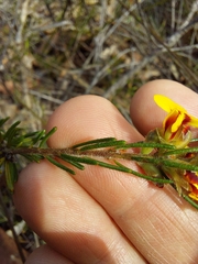 Dillwynia floribunda