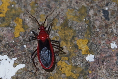 Vilius melanopterus