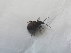 Otiorhynchus rugosostriatus