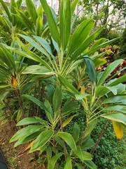 Cordyline fruticosa