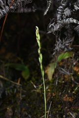 Peristylus