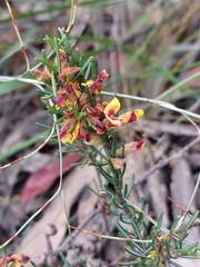 Dillwynia elegans