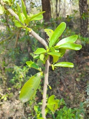 Ximenia caffra