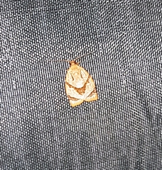 Adoxophyes moderatana