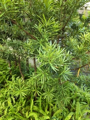 Podocarpus macrophyllus