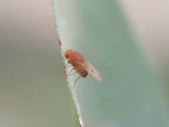 Drosophila immigrans