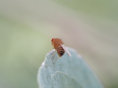 Drosophila immigrans