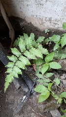Macrothelypteris torresiana