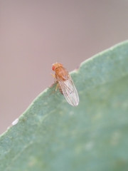 Drosophila immigrans