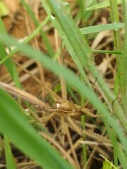 Pisaura