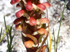 Disa pygmaea